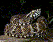 animales del llano: cuatro narices